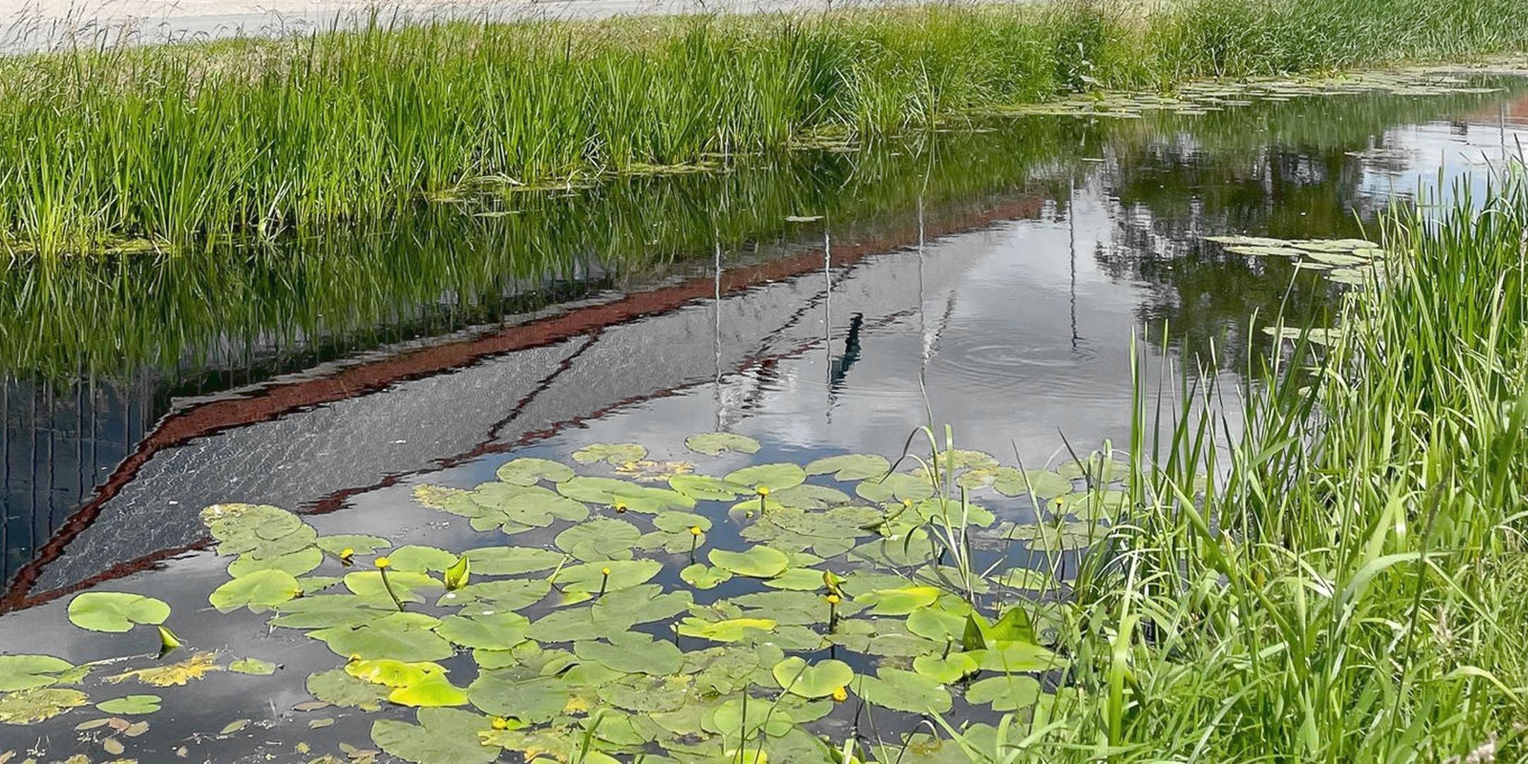 Blick auf einen natürlichen Gartenteich mit Seerosen, grünen Wasserpflanzen und Schilfrohr am Ufer, umgeben von grünem Gras und einer Brücke aus Holz, die den Teich überquert.