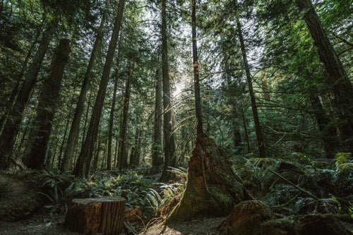Ein grüner Wald mit hohen, schattigen Bäumen und Sonnenlicht, das durch das Blätterdach scheint. Im Vordergrund liegen umgefallene Baumstämme und Wurzeln auf dem Waldboden, bedeckt mit Moos und kleinen Pflanzen.